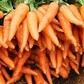 250 Tendersweet Carrot Seeds for Planting | Heirloom Non-GMO | Sweet, Crunchy Roots for Garden Beds, Containers & Raised Beds