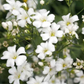 1,000 Baby’s Breath Seeds | Gypsophila elegans | Non-GMO Annual Flowers for Bouquets, Borders & Pollinator Gardens