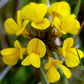 500 Birds Foot Trefoil Seeds | Lotus corniculatus | Non-GMO Ground Cover Wildflower | Fast-Growing for Meadows & Pollinator Gardens