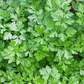 150+ Parsley Seeds to Grow | Petroselinum crispum | Popular Culinary Herb for Cooking, Garnishes & Herb Gardens | Non-GMO