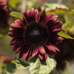 50 Cherry Chocolate Sunflower Seeds | Heirloom Non-GMO | Deep Burgundy Blooms for Pollinators, Gardens, Bouquets & Borders