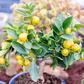 30 Perfume Lemon Seeds - Grow Your Own Citrus Bonsai - Fragrant Lemon Tree - Delicious Juicy Fruit - Easy to Grow Indoors & Outdoors