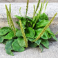 Plantago major Seeds - 100 Count - Broadleaf Plantain - Alaska Wild Harvested