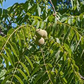 10 Black Walnut Tree Seeds - Juglans nigra | Hardy Perennial Nut Tree | Fast-Growing Shade Tree for Landscaping