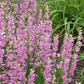 100 mg Seeds Penstemon Commarhenus (Dusky Beardtongue) for Planting | Native Perennial Wildflower for Pollinator Gardens & Meadows