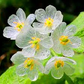 20 Skeleton Glass Flower Seeds – Diphylleia grayi – Rare Transparent Petals – Ghost Flower Seeds for Garden