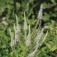 2800 Seeds Veronicastrum Virginicum Culver's Root, Perennial Plant, Native, Flowering, Pollinator-Friendly, Garden, Landscape