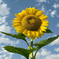 10 Mongolian Giant Sunflower Seeds | Tallest Sunflower Variety | Grow Huge Yellow Blooms | Non-GMO Seeds for Garden Giants