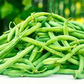 20 Seeds Provider Green Bush Bean - Phaseolus vulgaris | Heirloom Bean for Planting, Home Gardening & Fresh Vegetable Harvest