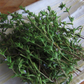 500 Summer Savory Seeds for Planting - Satureja hortensis - Fresh Herb for Cooking, Garden, Mediterranean Dishes, & Herbal Teas