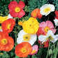 500 Iceland Poppy Seeds | Papaver nudicaule | Non-GMO Cold-Hardy Blooms in Pastel Colors | Perennial Wildflower for Spring