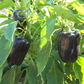 100+ Purple Pepper Seeds to Plant | Vibrant Ornamental & Edible Sweet Peppers | Colorful Garden Vegetable | Non-GMO Seeds