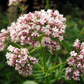 Valerian (Valeriana officinalis) – 100+ Seeds | Perennial Herb, Calming & Catnip Alternative | USA Grown