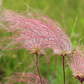20 Prairie Smoke Fire Flower Seeds – Geum triflorum – Rare Wildflower Seeds for Garden – Unique Feather-Like Blooms