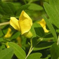 Caragana arborescens Seeds - 25 Count - Siberian Pea Tree - Nitrogen Fixing Shrub - Zone 2-7