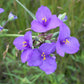 100 Tradescantia occidentalis Seeds | Western Spiderwort | Native Perennial Wildflower for Prairie Gardens & Pollinators