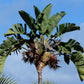 5 GIANT BIRD OF PARADISE Tree Strelitzia Nicolai Wild Banana White Crane Blue Purple Flower Houseplant Seeds