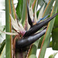 5 GIANT BIRD OF PARADISE Tree Strelitzia Nicolai Wild Banana White Crane Blue Purple Flower Houseplant Seeds