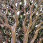 10 DRAGON TREE Dracaena Draco Canary Island Drago Blood Asparagus Yucca Evergreen Succulent Houseplant Orange Berry White Flower Seeds