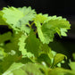 500 WHITE ANISE Pimpinella Anisum HERB Flower Seeds
