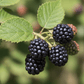 Blackberry Grow Kit | Grow Blackberries from Seed | Seeds In A Cup®
