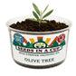 Olive Tree Grow Kit | Grow Mediterranean Olive from Seed | Seeds In A Cup®