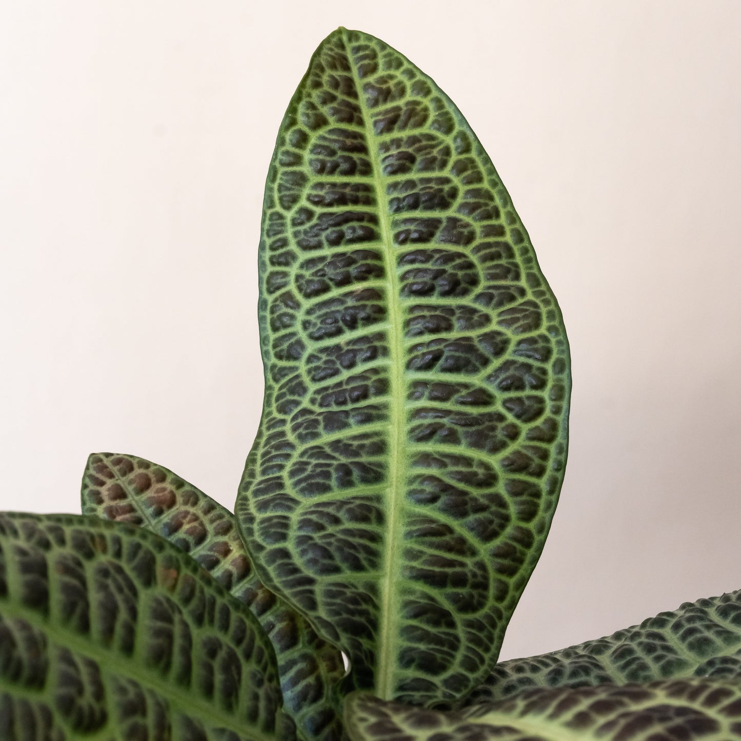 Tropical Tapestry® KuraKura™