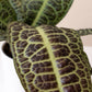 Tropical Tapestry® KuraKura™