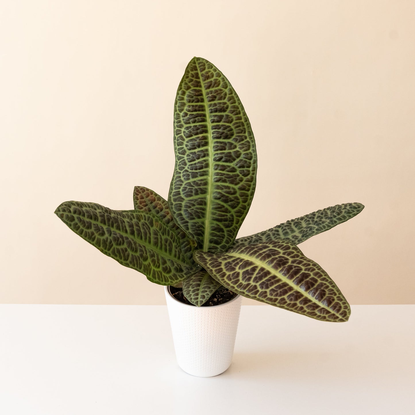 Tropical Tapestry® KuraKura™