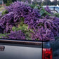 Fresh Culinary Lavender Bundles 14-18 inch Food Grade Dried Herb