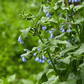 True Comfrey – 20 Seeds