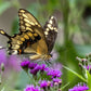 100 MISSOURI IRONWEED Monarch Flower Native Purple Vernonia Missurica Seeds