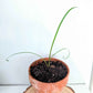 Tulbaghia Violacea "Society Garlic" Seeds