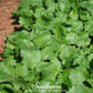 Seven Top Turnip – 100 Seeds