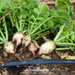 Seven Top Turnip – 100 Seeds