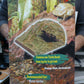 Turtle Beach Terrarium For Your Turtle
