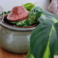 Turtle Plant Watering Spike