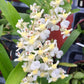 Oncidium Twinkle 'Fragrance Fantasy' Orchid - with multi spikes. A compact Oncidium with white flowers blooms that have a sweet scent!