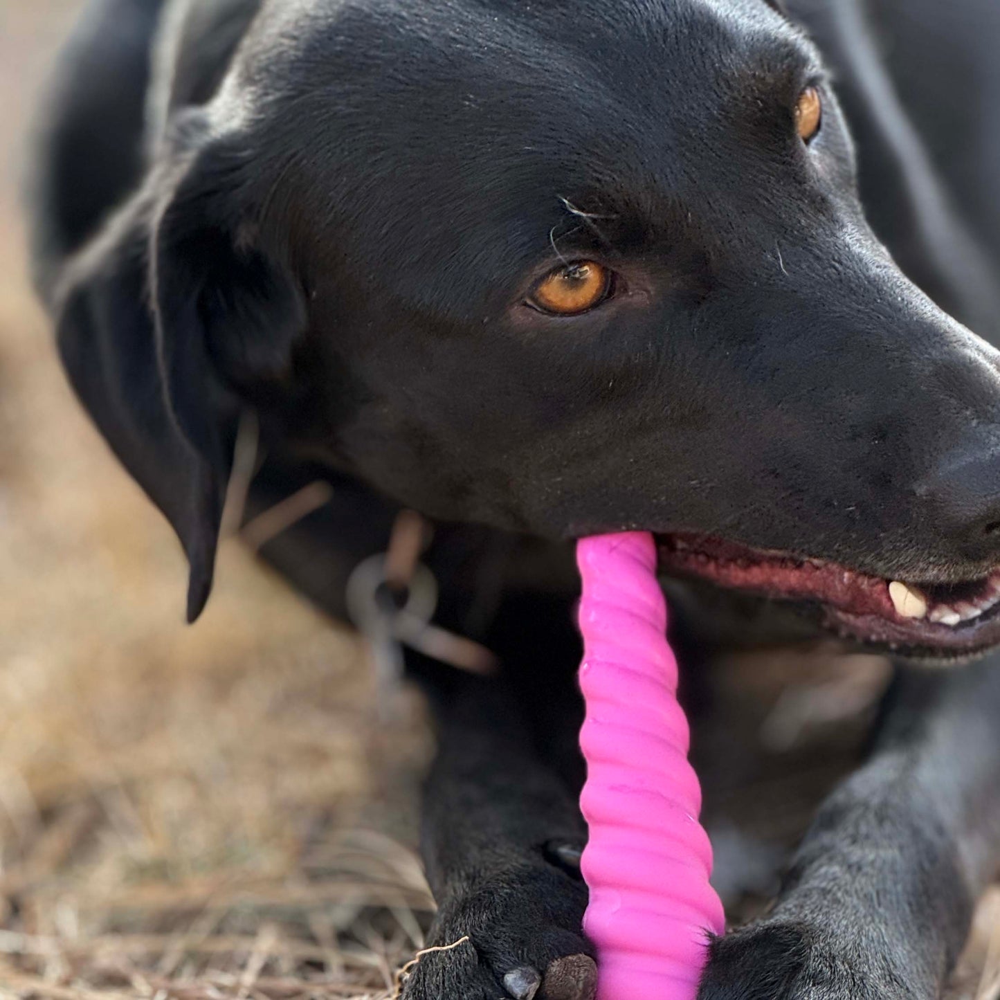 Unicorn Horn Nylon Dog Chew Toy | Durable for Aggressive Chewers | SodaPup