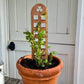 Unique Shamrock Trellis | Made in USA with US Cedar/Redwood