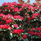 50 MIXED HYBRIDS RHODODENDRON spp. Mixed Colors - Red, Pink, Purple, White, Yellow, Orange Flower Sun or Shade Bush Shrub Seeds
