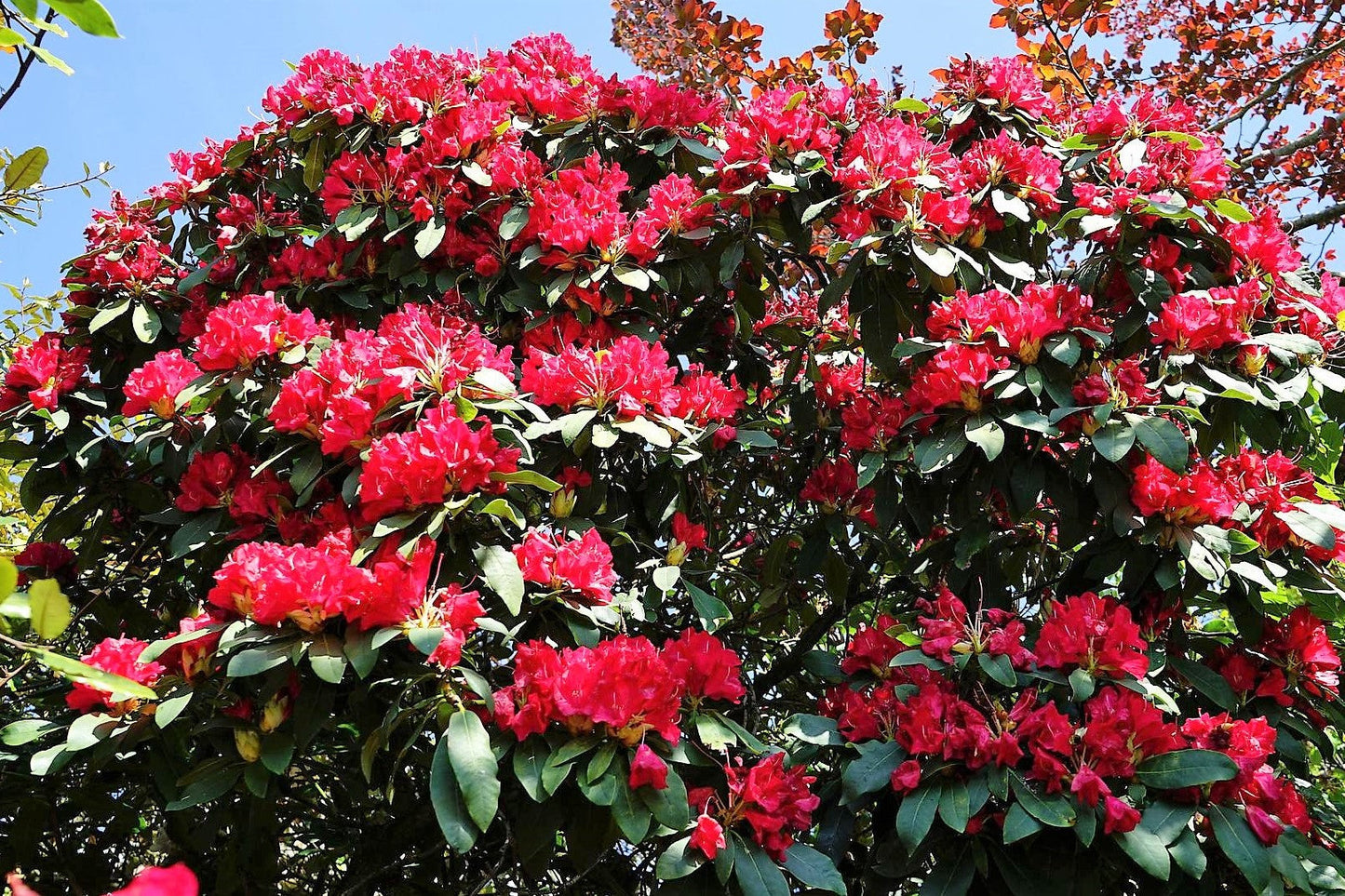 50 MIXED HYBRIDS RHODODENDRON spp. Mixed Colors - Red, Pink, Purple, White, Yellow, Orange Flower Sun or Shade Bush Shrub Seeds