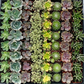 Bulk Succulent Plants