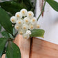Hoya Lacunosa, known as the Cinnamon Hoya, features distinctive lacunose leaves with sunken veins and small ovate to lanceolate foliage closely spaced along its stems. While the plant you receive will not be in bloom, it is prized for its umbels of 15-25 small, revolute white to cream flowers with silvery hairs and pale yellow to red-rimmed coronas. These blooms emit a subtle, spicy cinnamon fragrance and last 4-5 days. This species adapts its foliage based on growing conditions, making it a fascinating cho