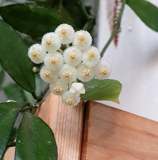 Hoya Lacunosa, known as the Cinnamon Hoya, features distinctive lacunose leaves with sunken veins and small ovate to lanceolate foliage closely spaced along its stems. While the plant you receive will not be in bloom, it is prized for its umbels of 15-25 small, revolute white to cream flowers with silvery hairs and pale yellow to red-rimmed coronas. These blooms emit a subtle, spicy cinnamon fragrance and last 4-5 days. This species adapts its foliage based on growing conditions, making it a fascinating cho