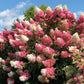 Vanilla Strawberry Hydrangea Seeds - Beautiful Attractive Showy and Hardy Perennial Flowers