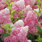 Vanilla Strawberry Hydrangea Seeds - Beautiful Attractive Showy and Hardy Perennial Flowers