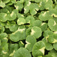 Variegated Pennywort | Hydrocotyle leucocephala 'Variegated'