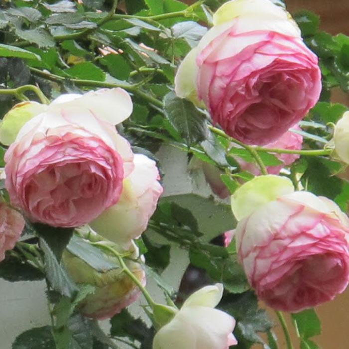 Eden Climbing Rose 1.5 Gallon Fresh Garden Living