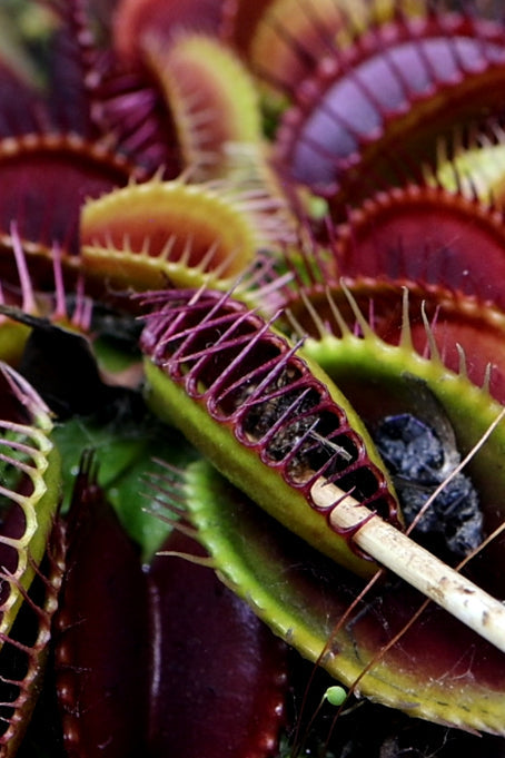 Venus Flytrap Bloodworm Feeding Kit + Other Carnivorous Plants